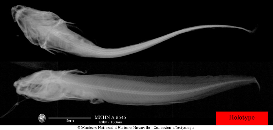 Euristhmus lepturus (Günther, 1864)